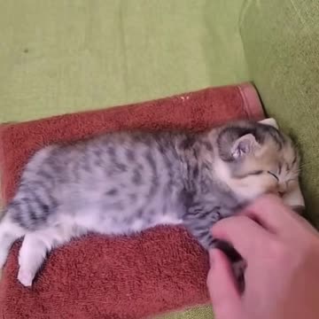 Cute cat sleeping