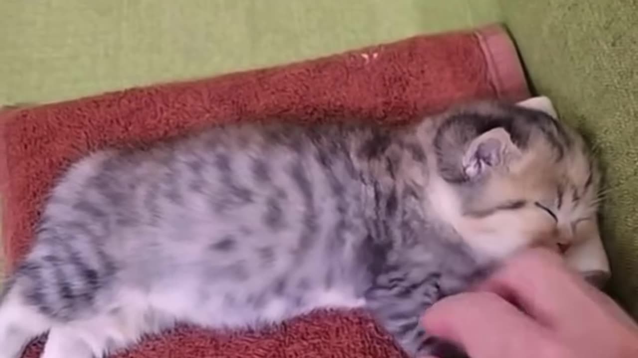 Cute cat sleeping