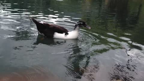 Ancona Duck Duck Animal Waterfowl Pond Nature