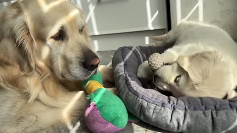 Golden Retriever Sad Because Puppy Ignores Him [Cuteness Overload]