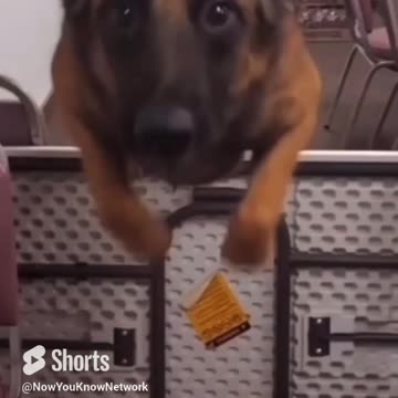 The Missile... Fury Missile | Funny Dog Clip