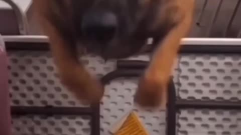 The Missile... Fury Missile | Funny Dog Clip