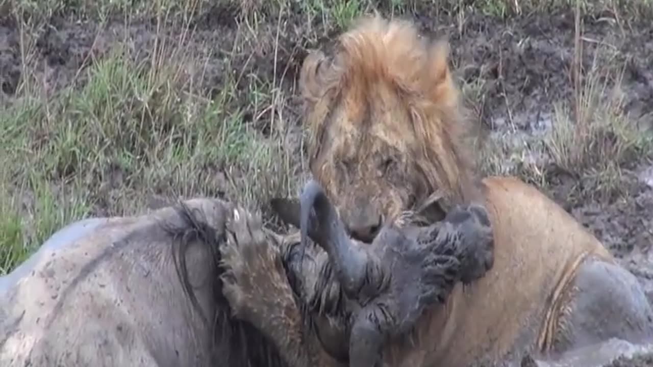 Lion Takes Down a Wildebeest - Wildest Kruger Sightings