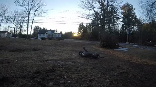 Wild Wipeout for Playful Pup