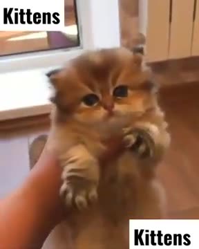 cute little kittens - Persian kittens