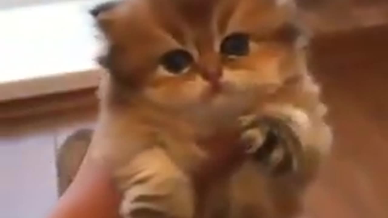 cute little kittens - Persian kittens