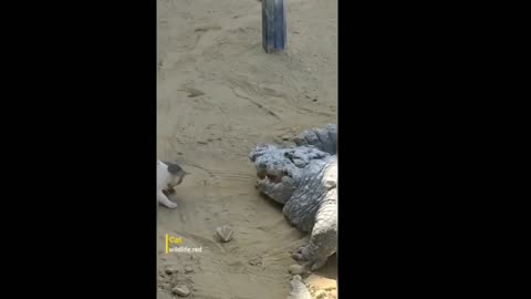 Cat Snatching Food From Crocodile