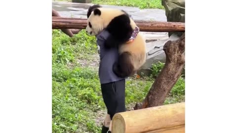 Mr. Panda 🐼 passed a Hug 🤗#friend#bear#love