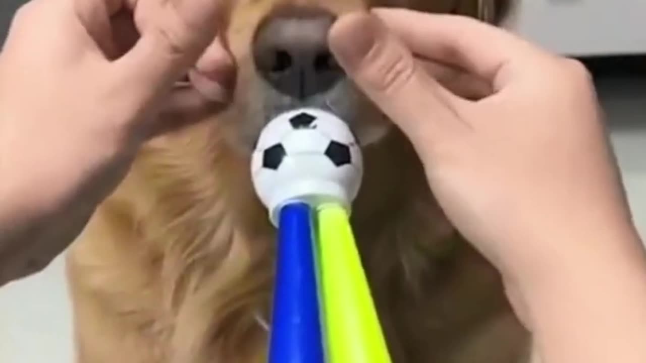 Funny Animals Video