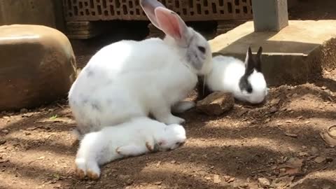 Funny and Cute Baby Bunny Rabbit Videos 🐇 Baby Animal Video Compilation 2022