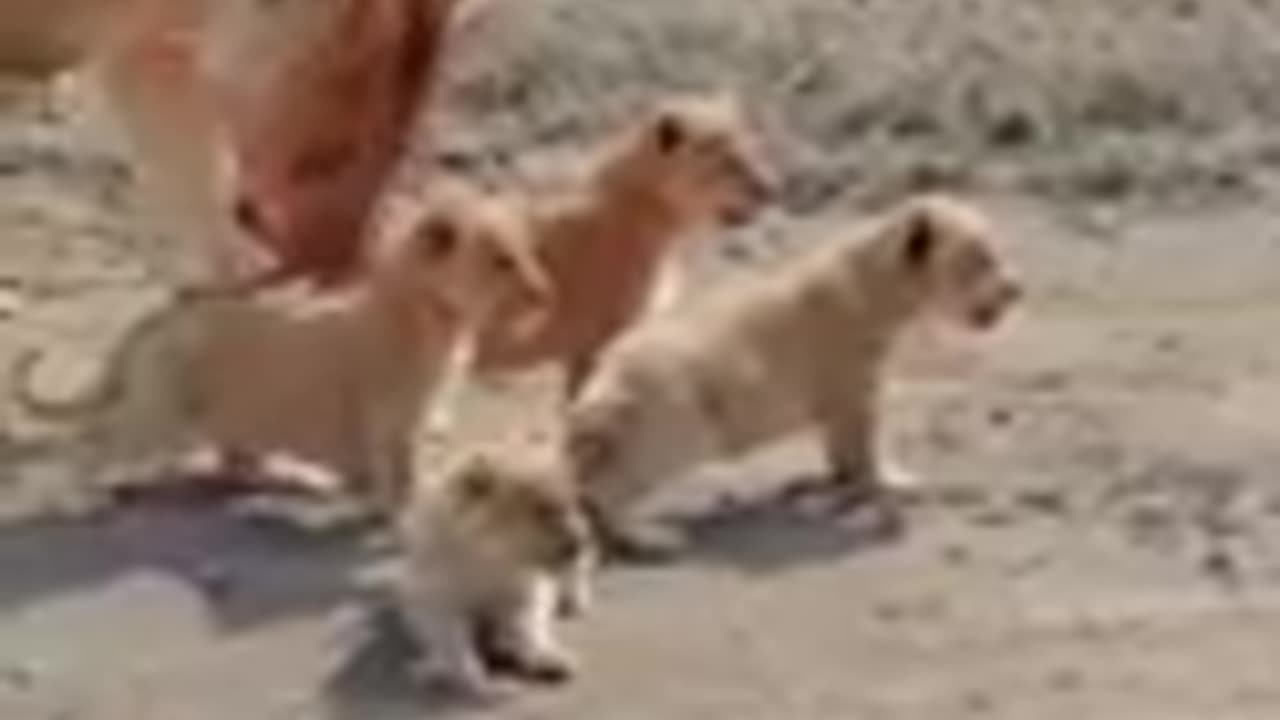 Cute Baby Lion 2