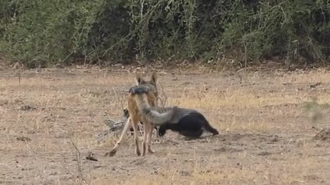 Python, Honey Badger & Jackal Fight Each Other