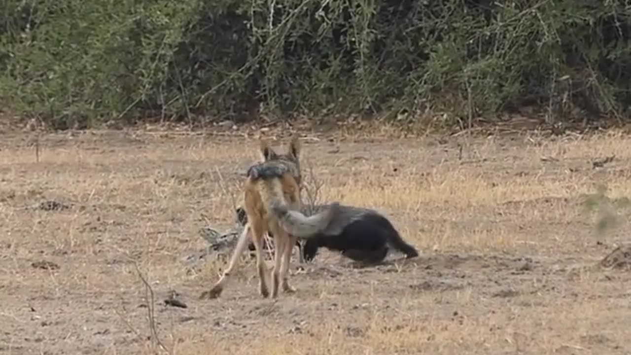 Python, Honey Badger & Jackal Fight Each Other