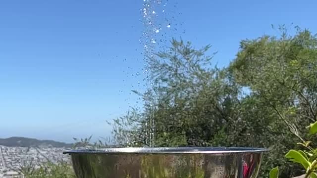 Hummingbird Takes a Shower in Backyard Fountain