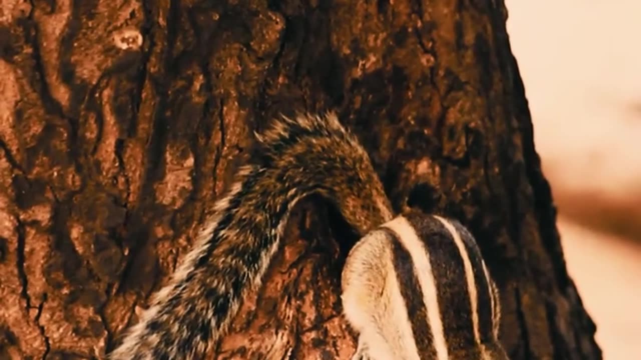 Squirrel seat on a tree eating,,,