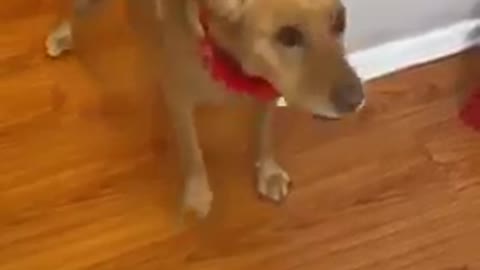 Very funny dog 🐕🐕