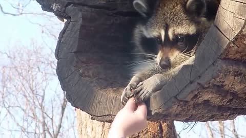 cute raccoon takes a cookie