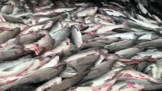 Fish processing