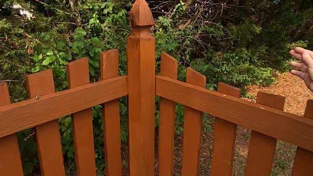 How to keep birds off of your fence so your fence stays clean