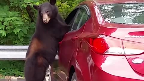 Bear drive car funny video.