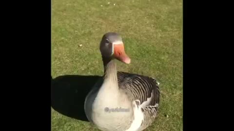 A Duck Wants To Study at New York University