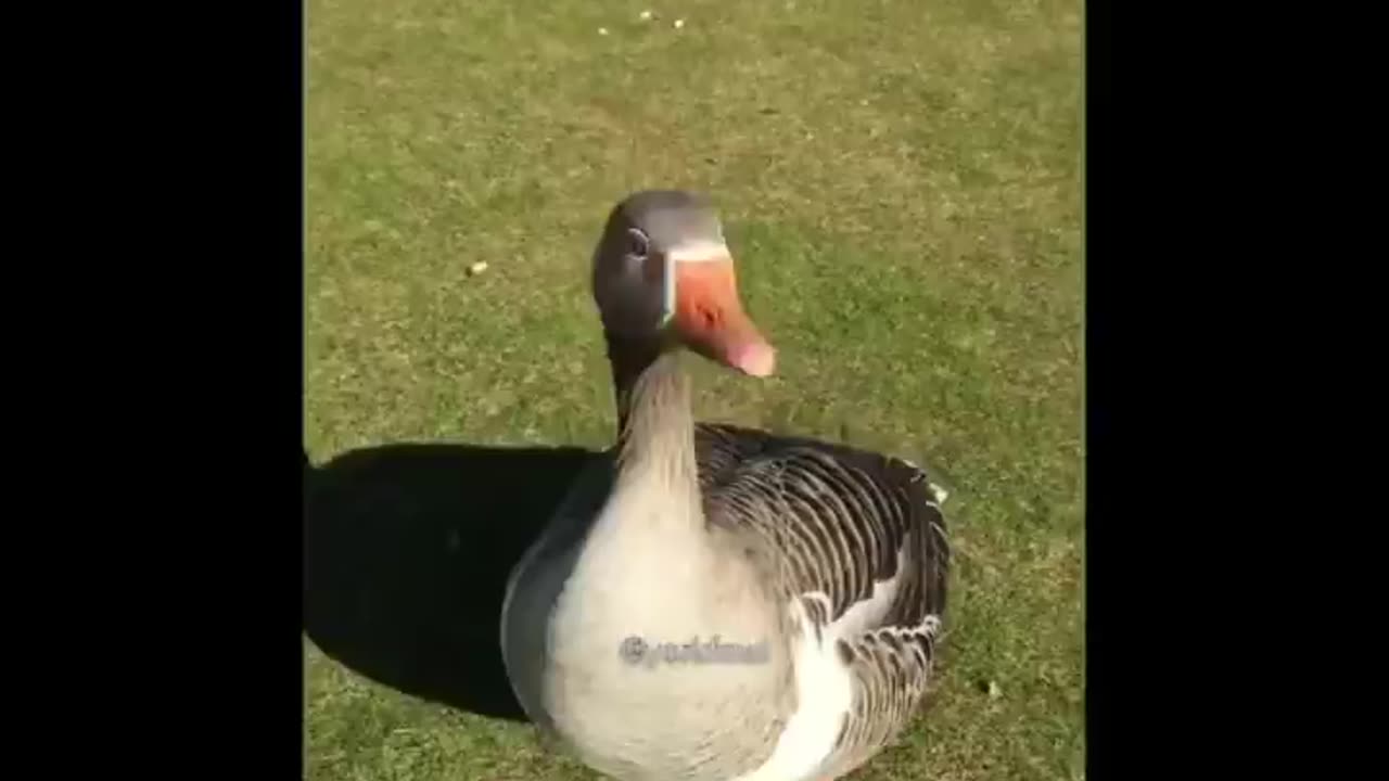 A Duck Wants To Study at New York University