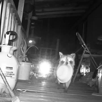 EA S26 - Thieving Coon