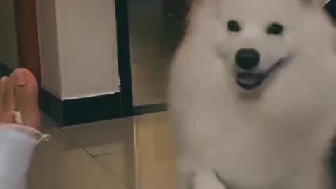 Funny dog