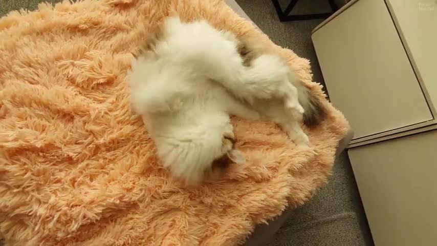 Even furry cats want furry blankets