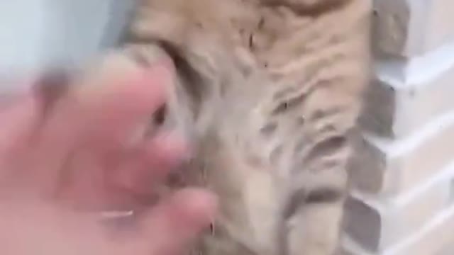 Fight with cute cat