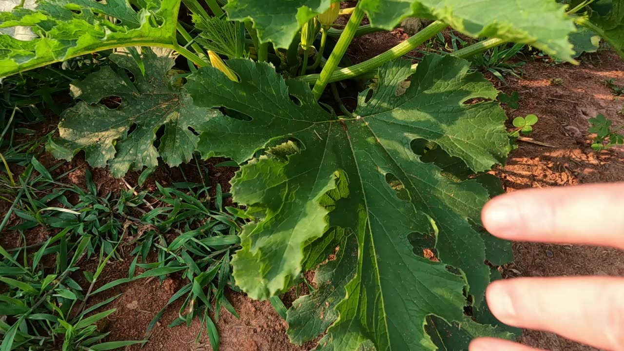 Garden Walk