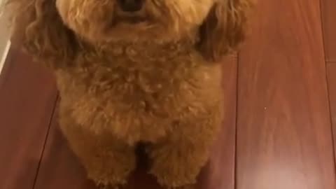 Best Dog Moments Part | Ultimate Love Dog