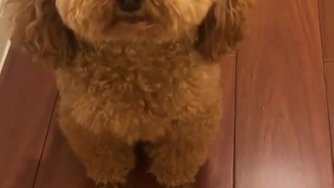 Best Dog Moments Part | Ultimate Love Dog