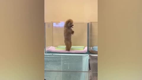 Funny dogs and cats