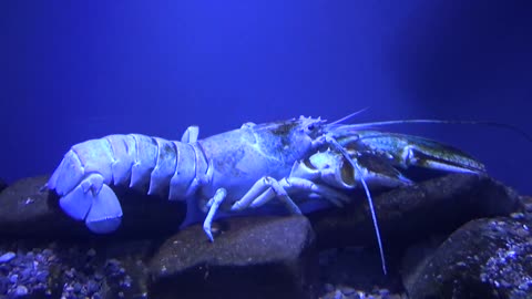 Blue Lobster