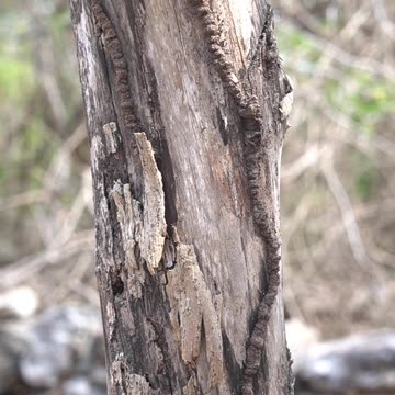mayan textures of nature