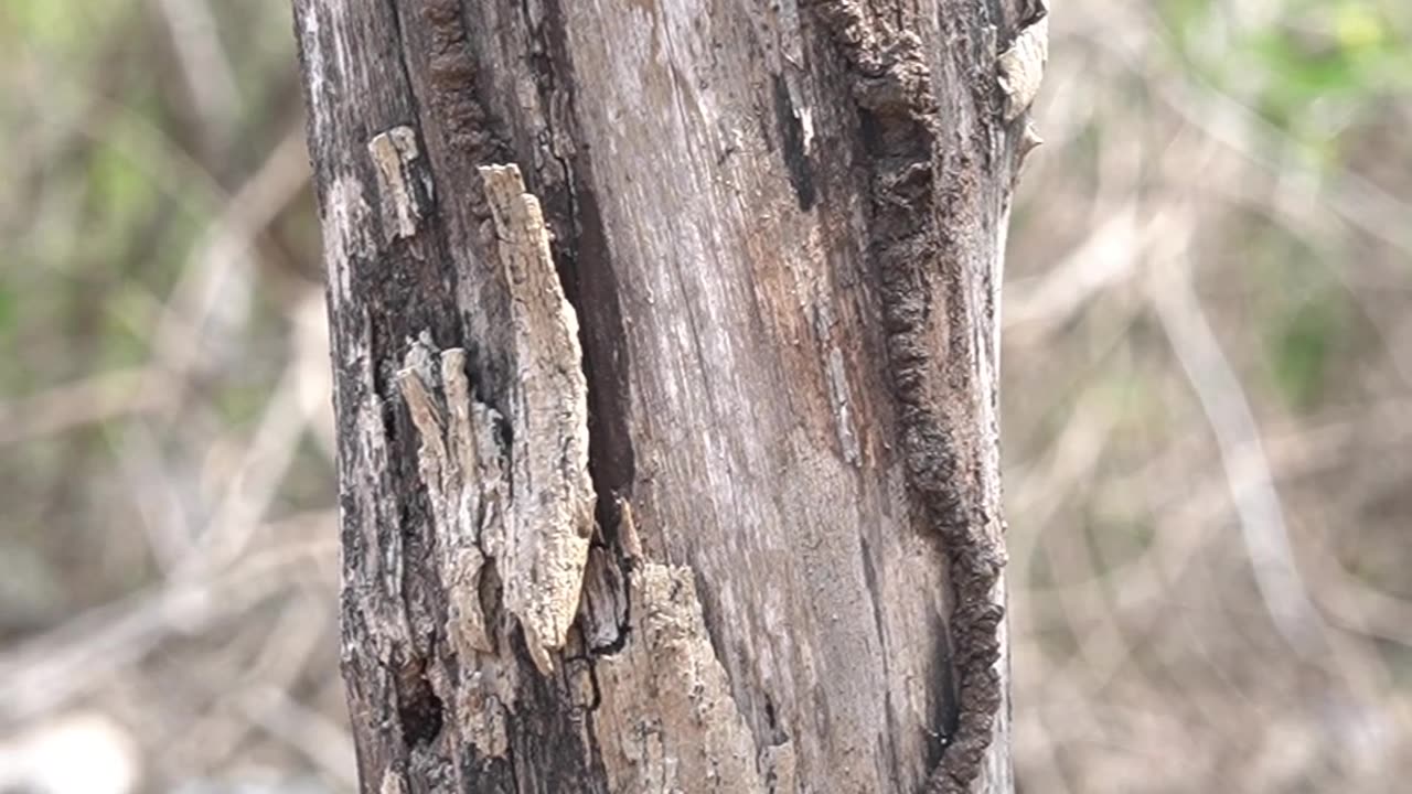 mayan textures of nature