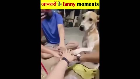 bahubali dogs