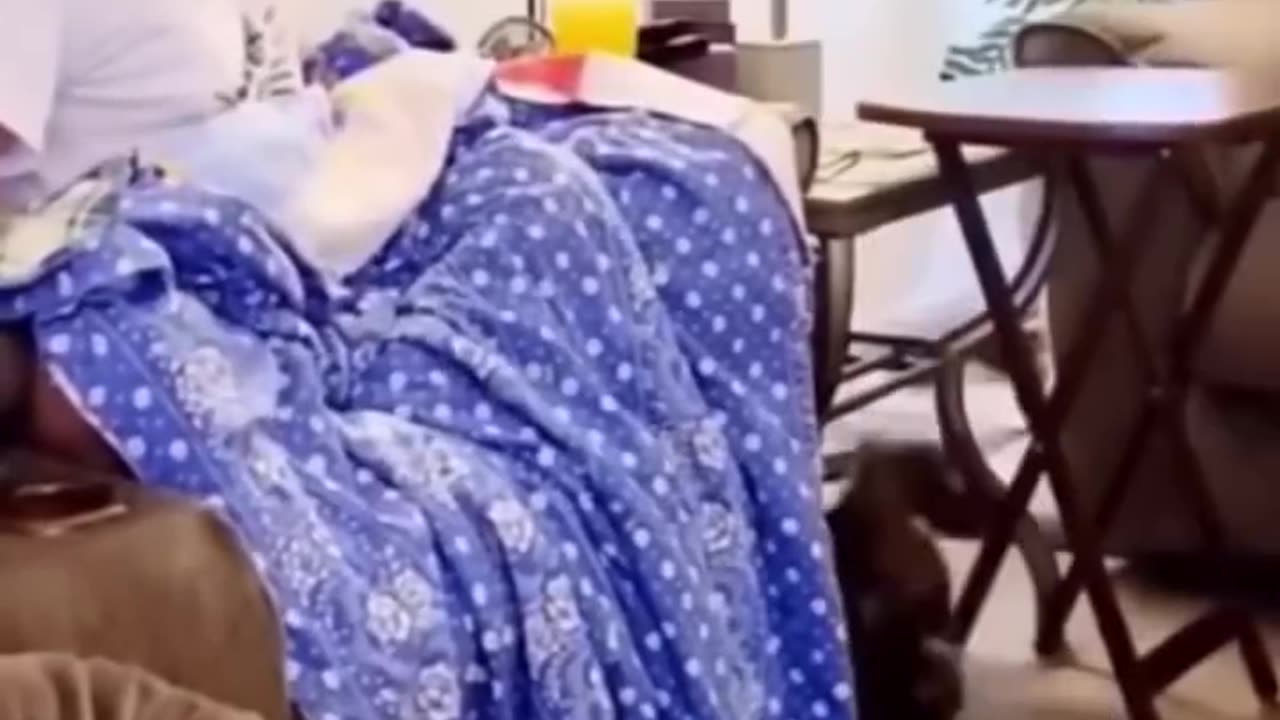 Funniest Cats and Dogs πΆπ±