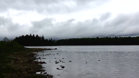 Canada Goose