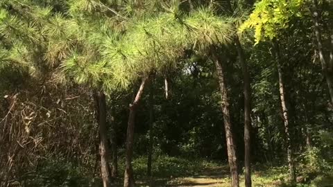 Guess how many birds are hidden in the branches