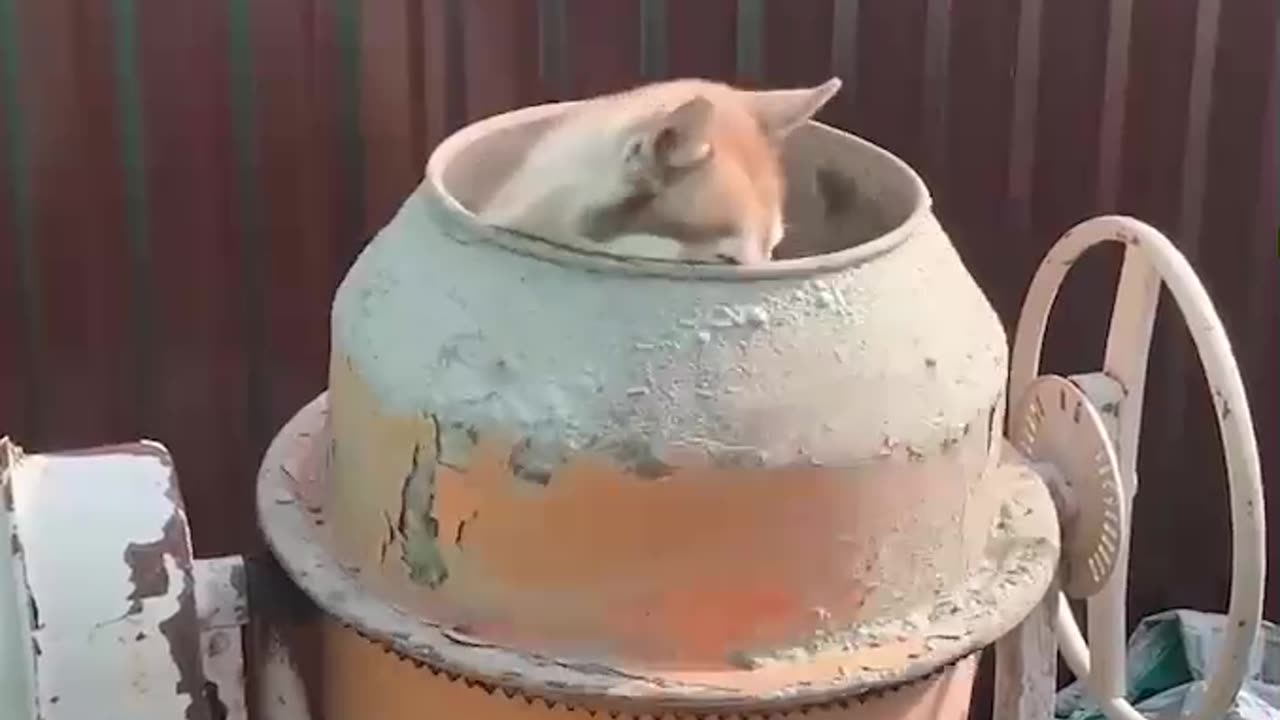 Funny animals