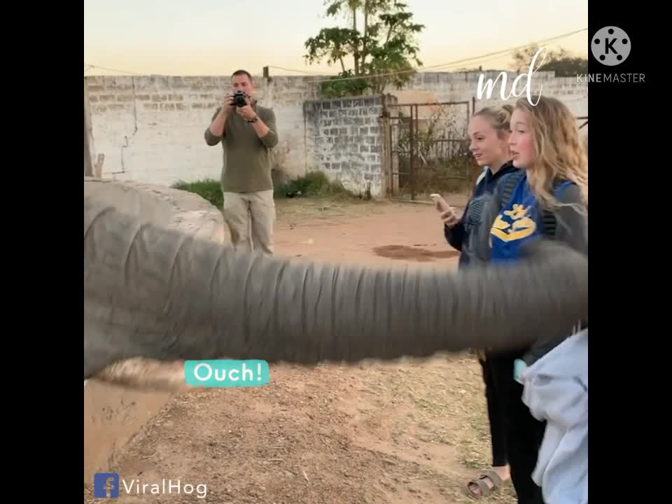 Elephant having Fun with girl.