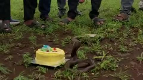 CELEBRATING BIRTHDAY OF A COBRA