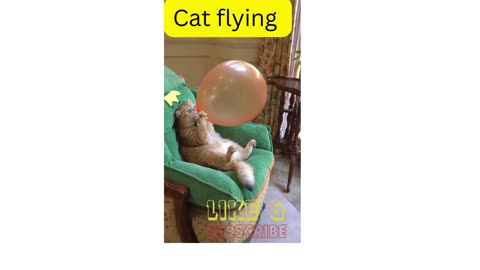 FUNNY VIDEO