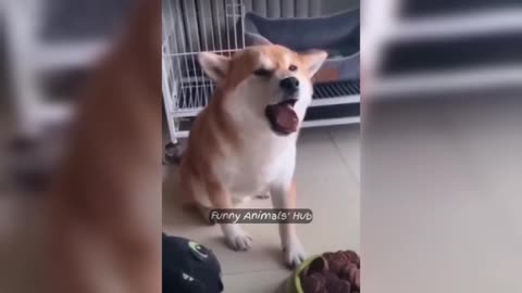 Funny animal you must watch 🤣 3rd one is hilarious