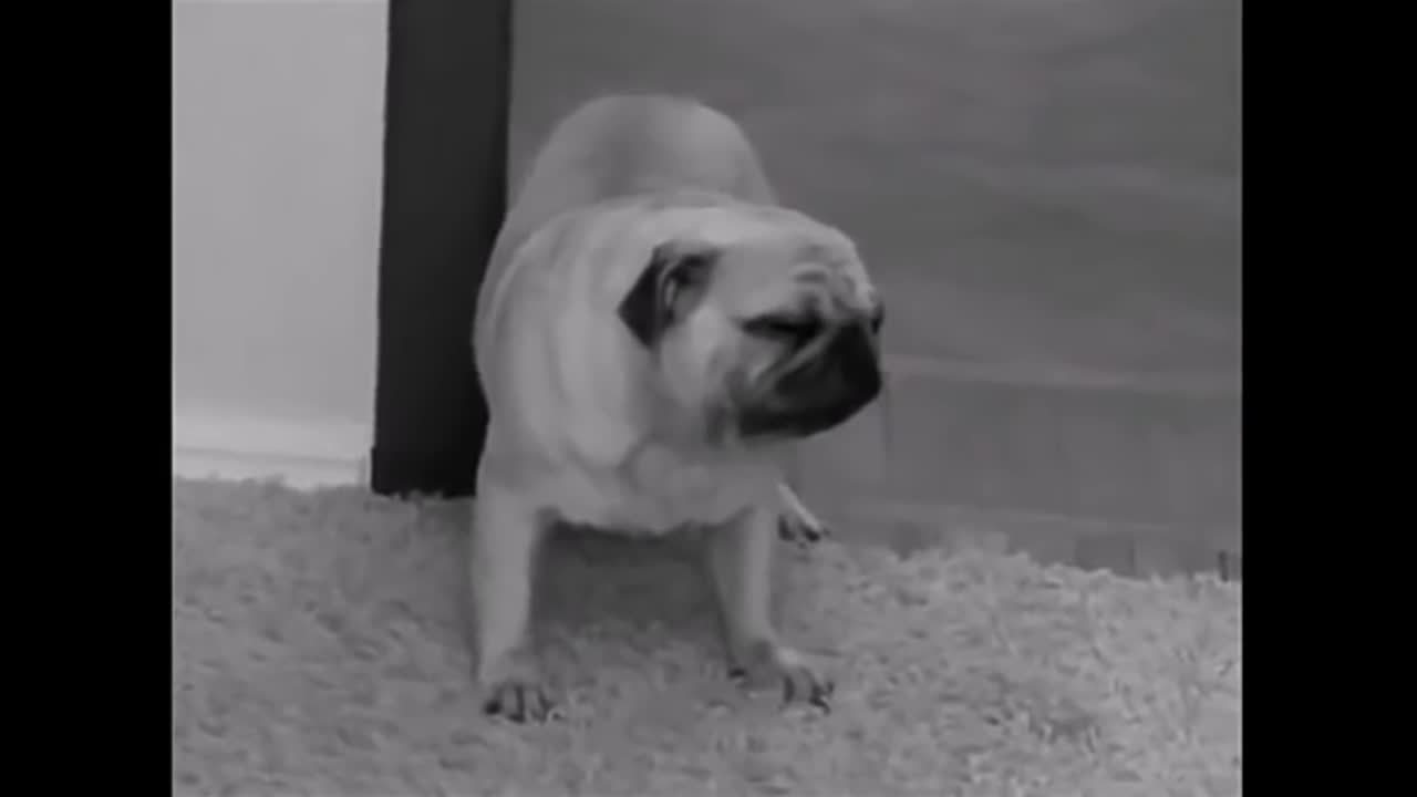 Funny pug videos Dog funny Pets videos