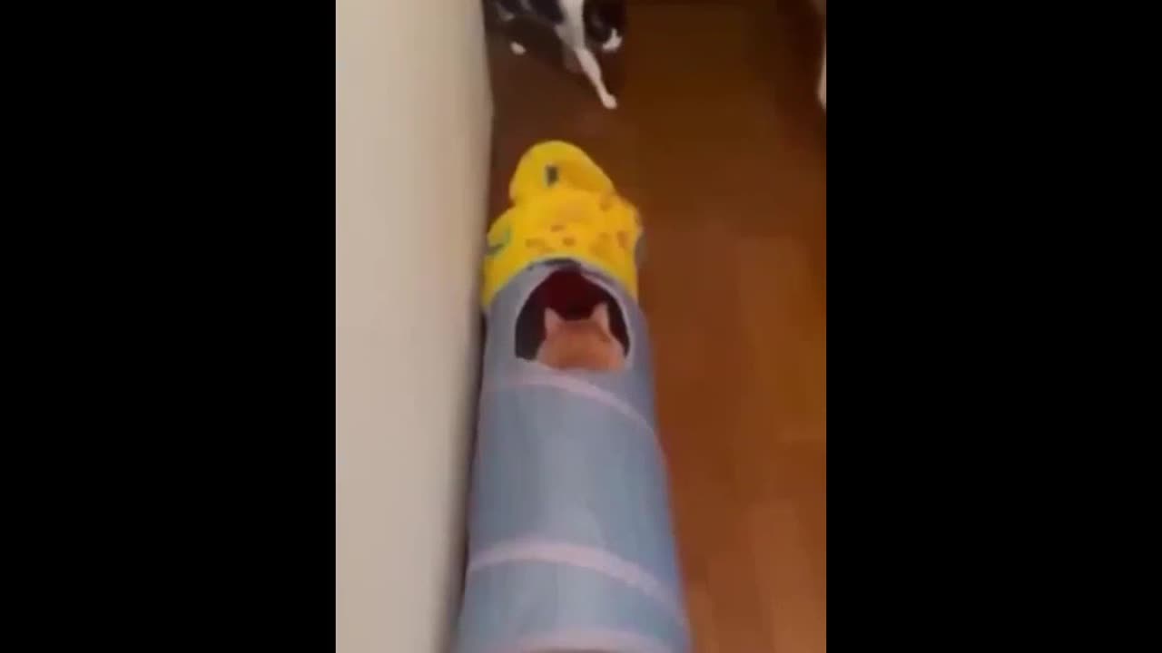 Funny video| Comedy video| Viral video| Latest funny video
