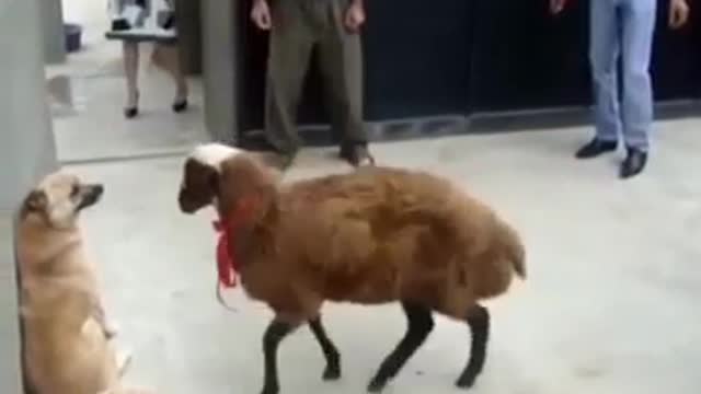 stylish 🐏 ram _ uses the wall 😂😂 to whip the 🐕 dog _shorts
