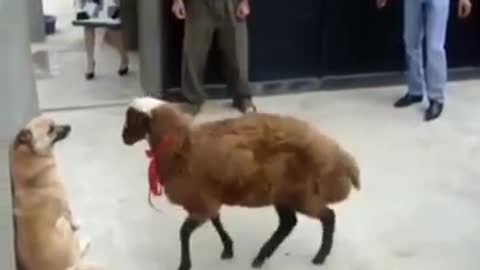 stylish 🐏 ram _ uses the wall 😂😂 to whip the 🐕 dog _shorts